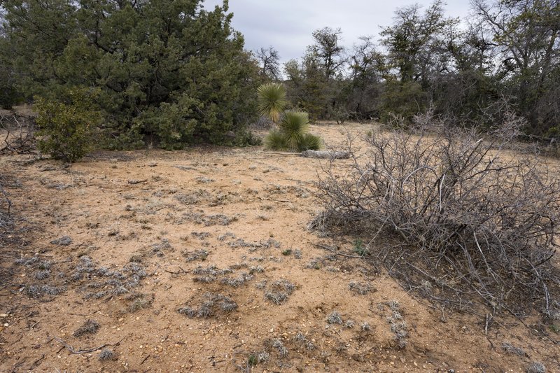 Crisped Mock Vervain