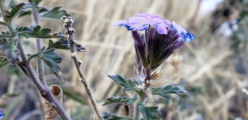Glandularia latilobata