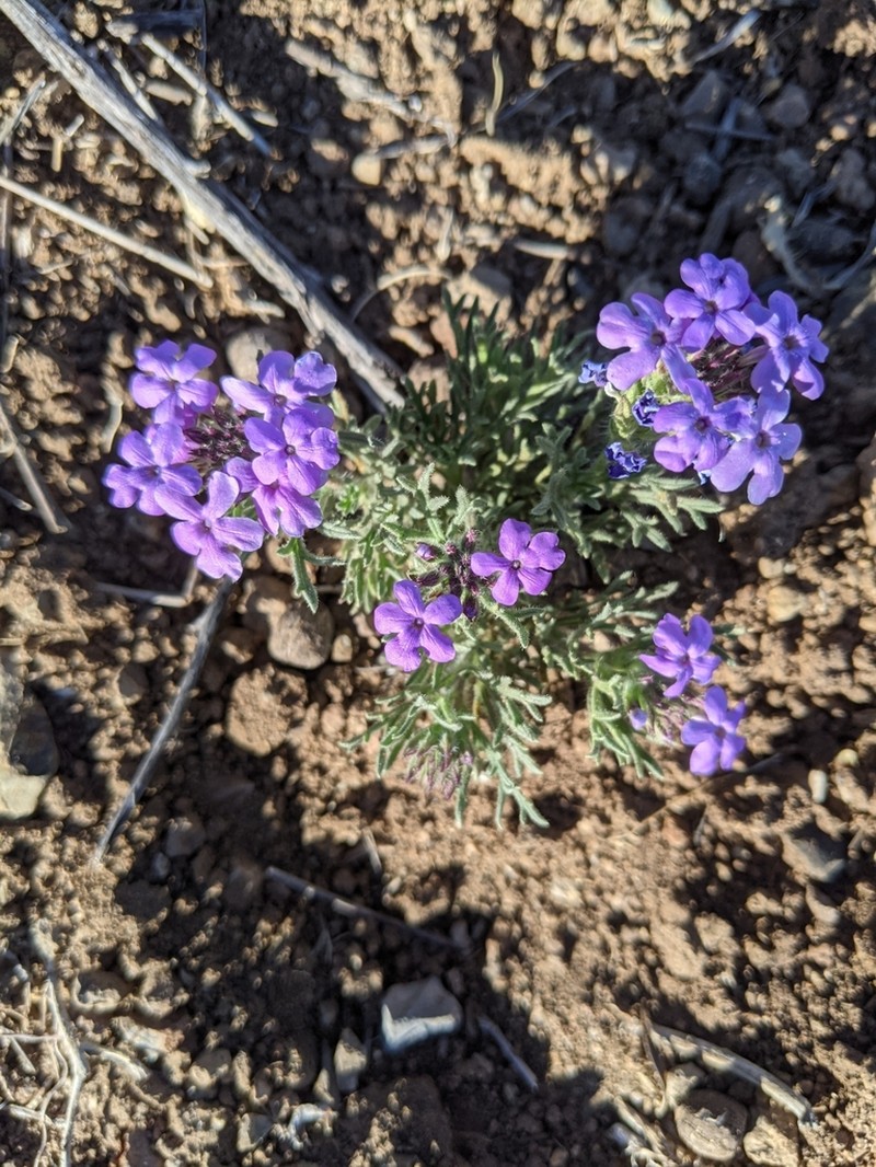 Glandularia latilobata photo 2