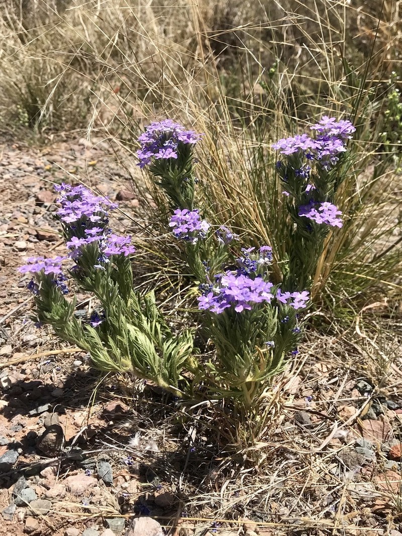Glandularia latilobata photo 3