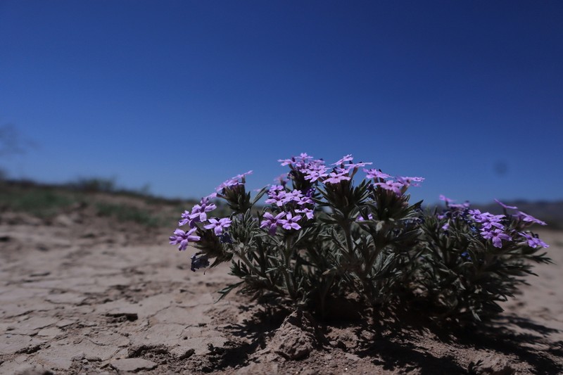 Glandularia latilobata photo 5