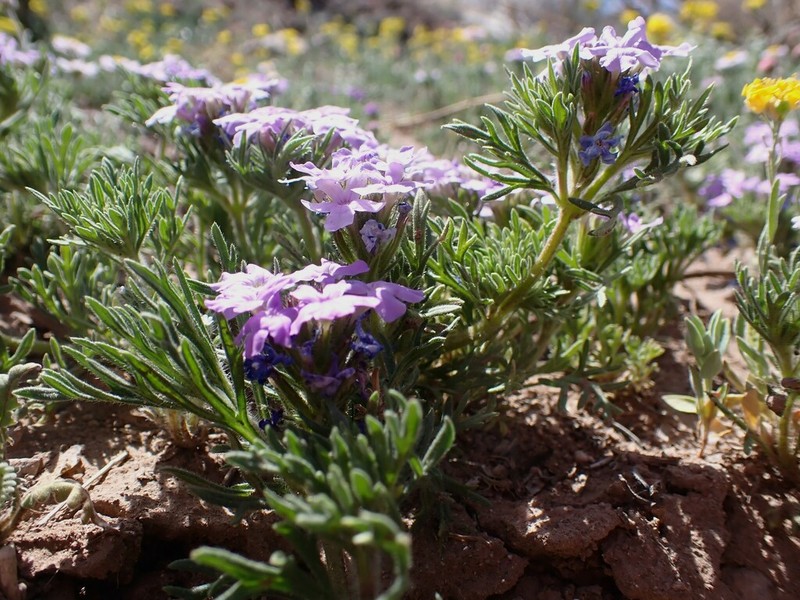 Glandularia latilobata photo 6