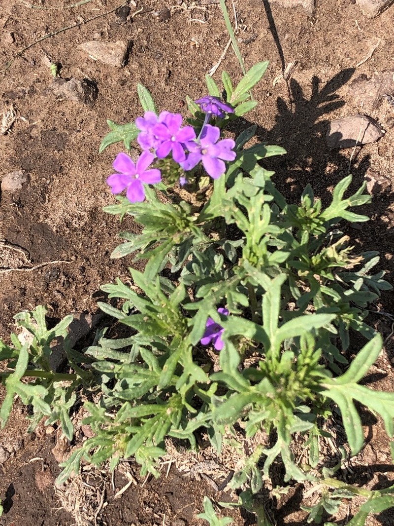 Glandularia latilobata photo 7