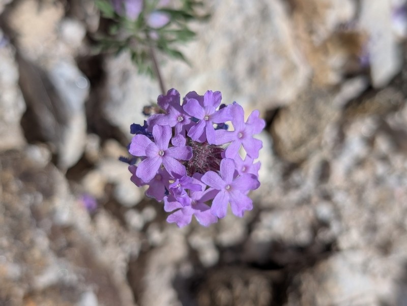 Glandularia latilobata photo 8
