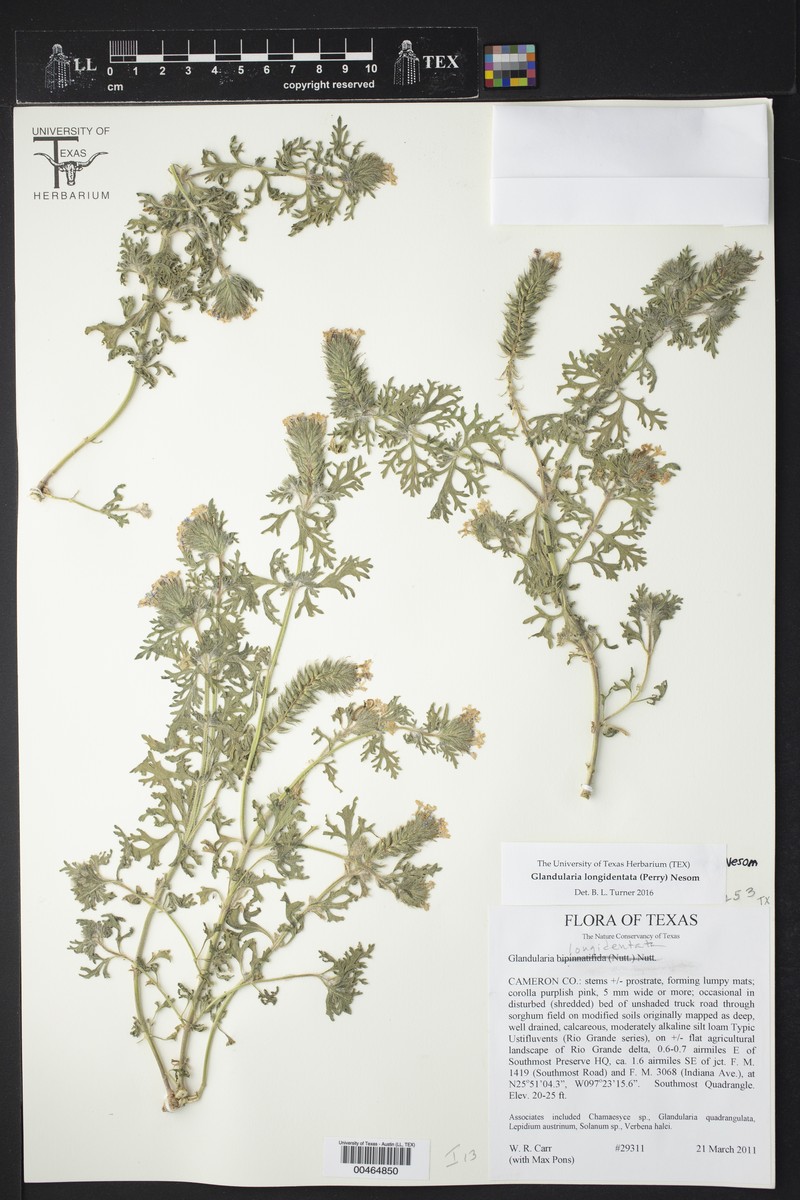 Glandularia longidentata