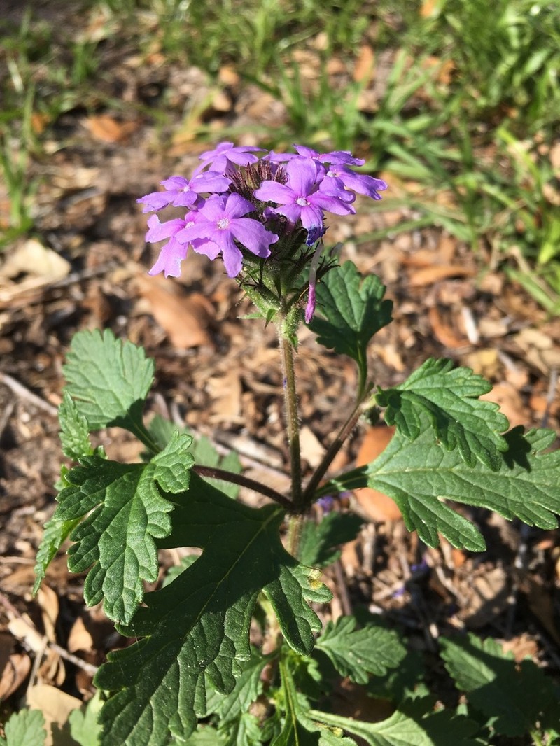 Coastal Mock Vervain