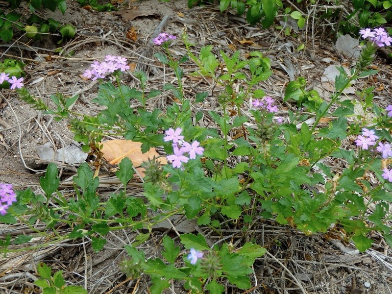 Coastal Mock Vervain photo 2
