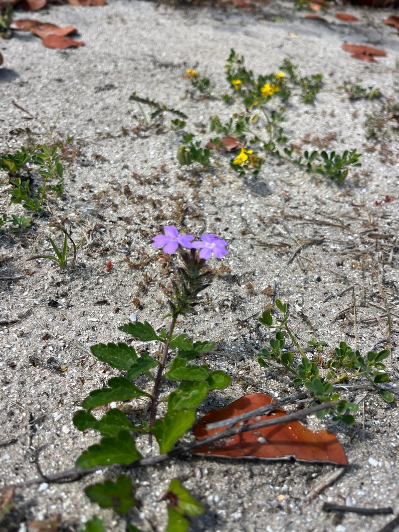 Coastal Mock Vervain photo 3