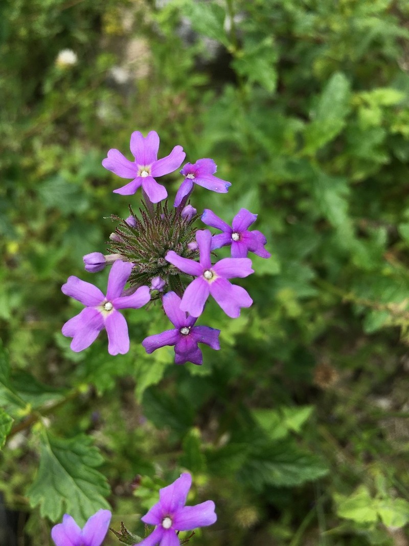 Coastal Mock Vervain photo 4