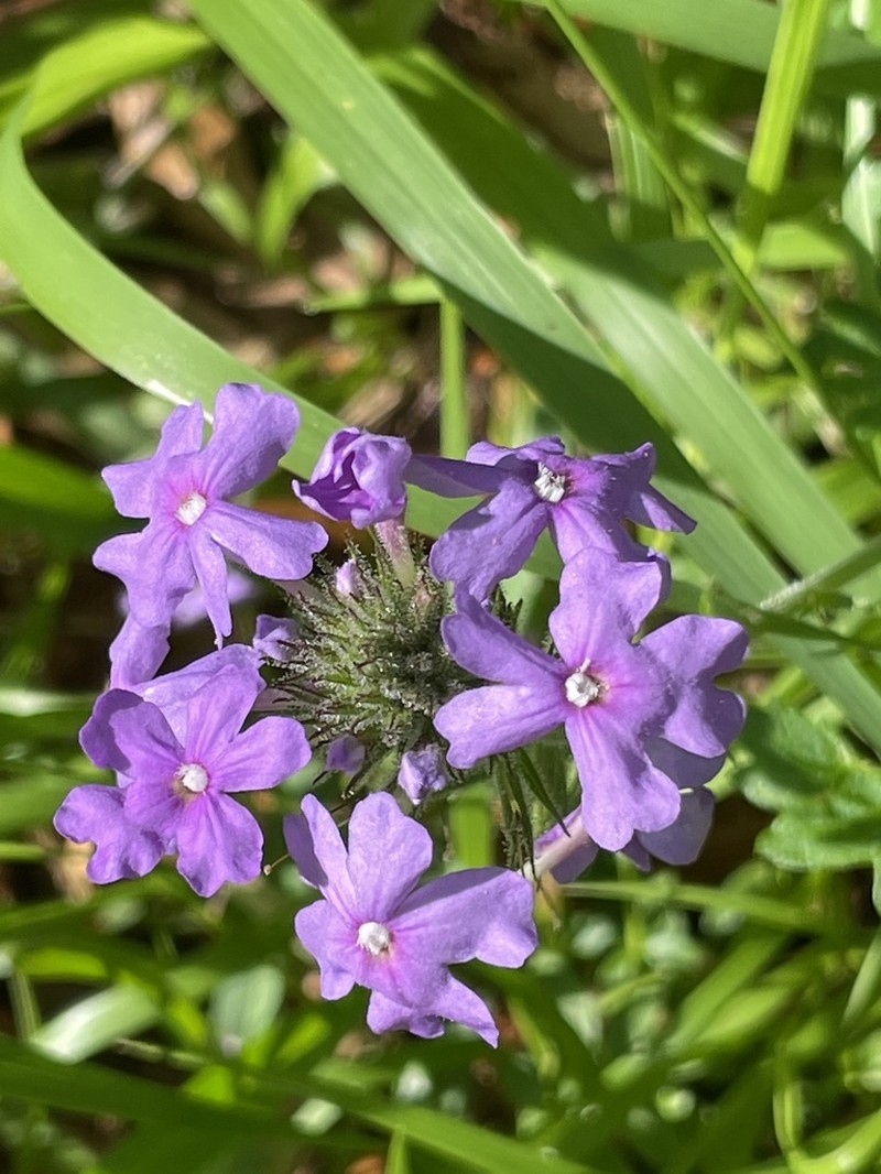 Coastal Mock Vervain photo 5
