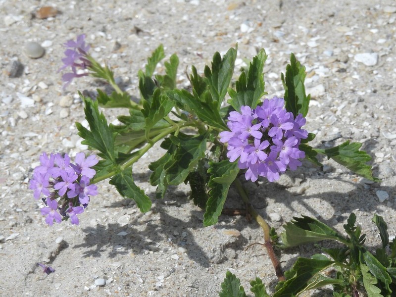 Coastal Mock Vervain photo 6