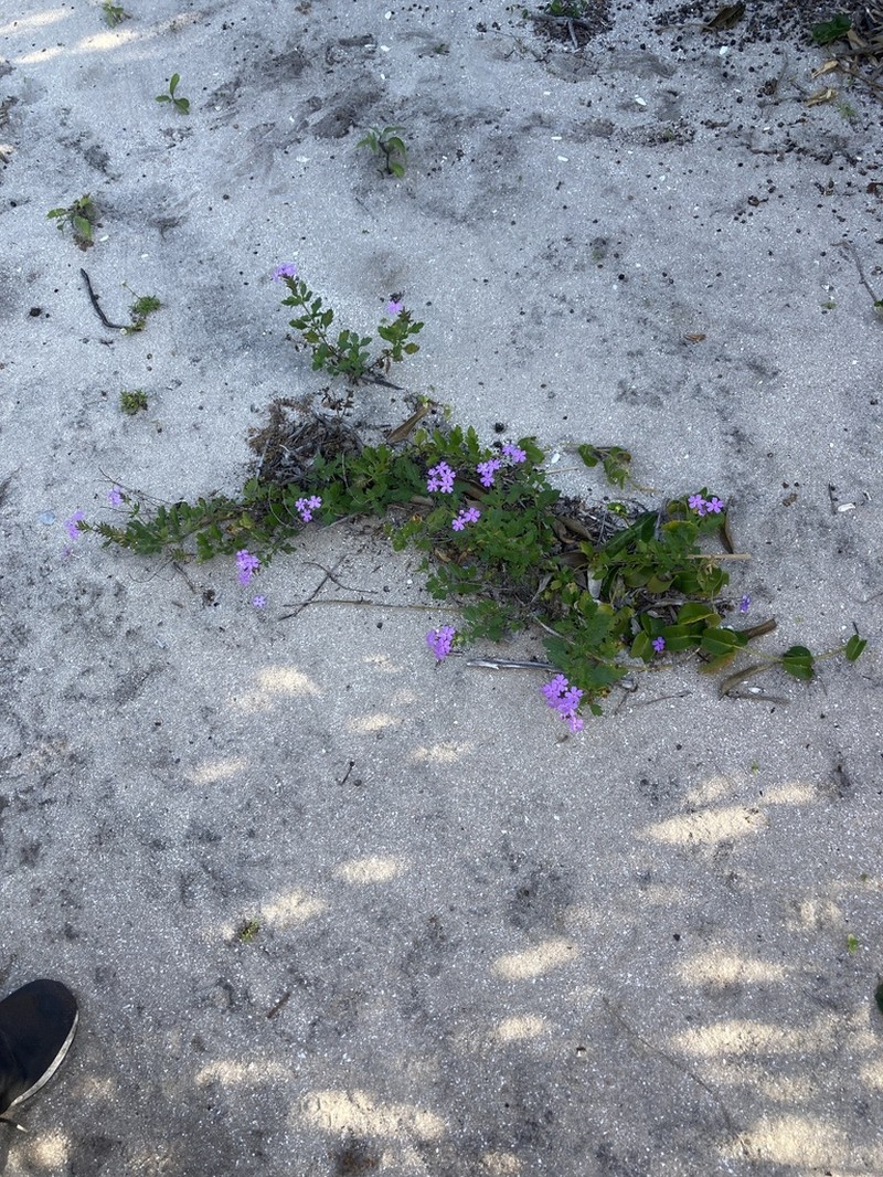 Coastal Mock Vervain photo 7