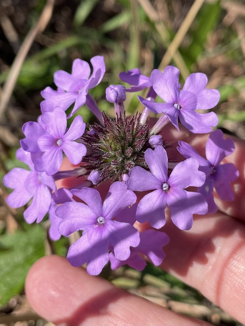 Coastal Mock Vervain photo 8