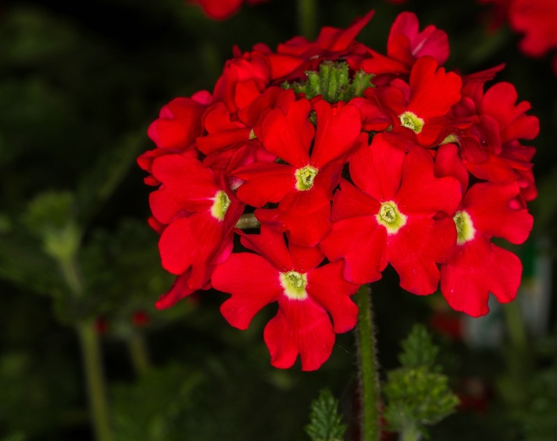Peruvian Mock Vervain photo 2