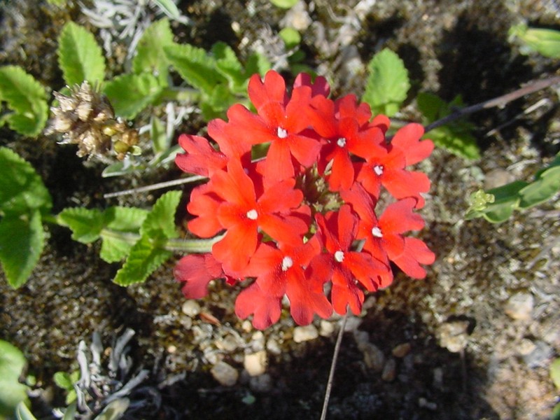 Peruvian Mock Vervain photo 3