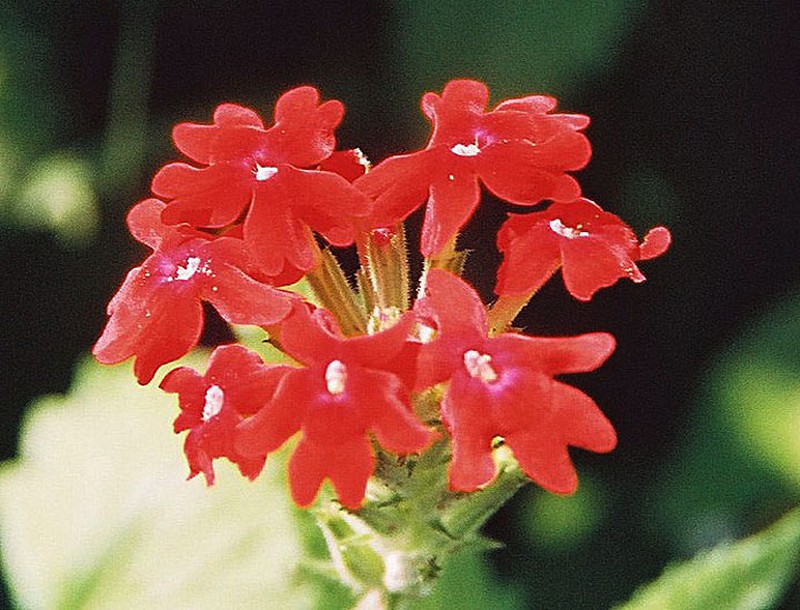 Peruvian Mock Vervain photo 4