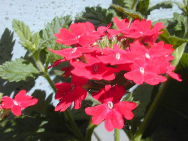 Peruvian Mock Vervain photo 5