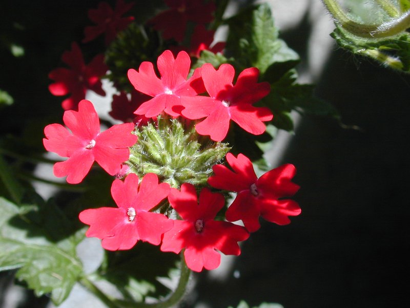 Peruvian Mock Vervain photo 6