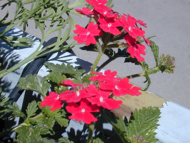 Peruvian Mock Vervain photo 7