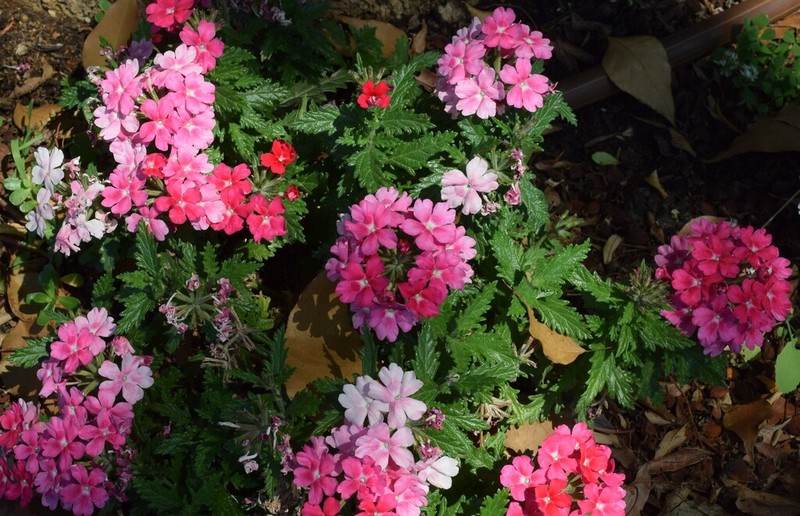 Rio Grande Mock Vervain