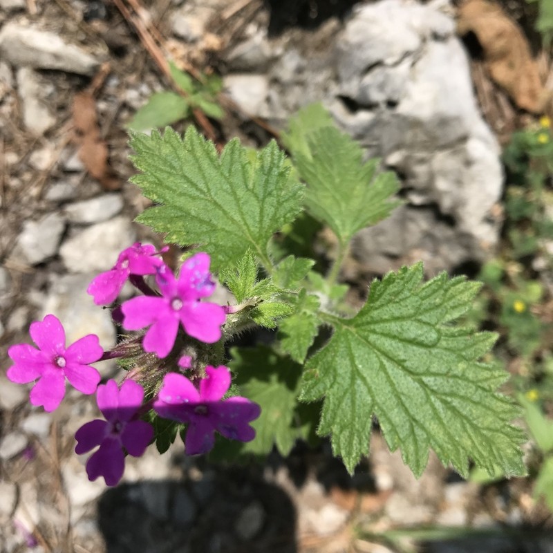Rio Grande Mock Vervain photo 2