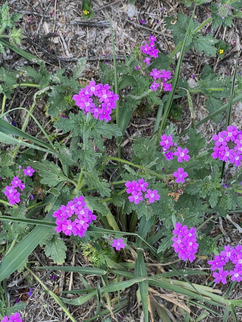 Rio Grande Mock Vervain photo 3