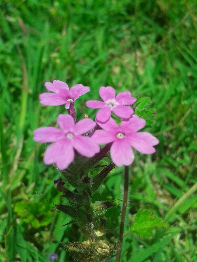Rio Grande Mock Vervain photo 4