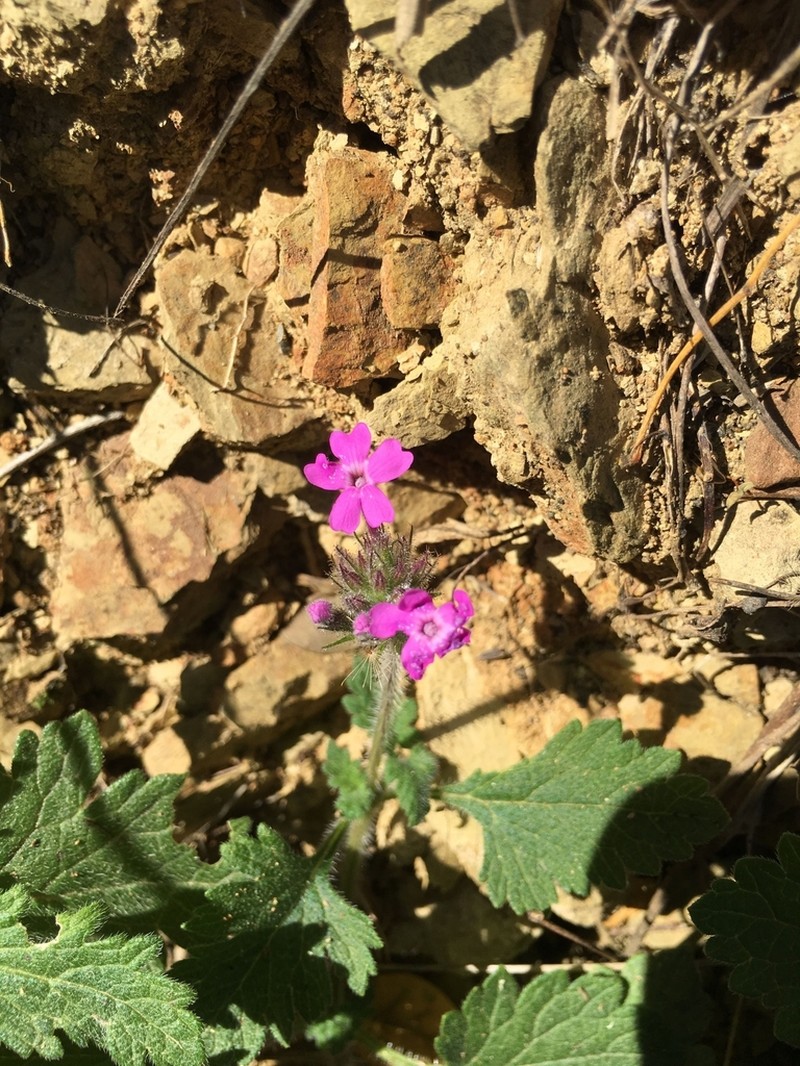 Rio Grande Mock Vervain photo 5