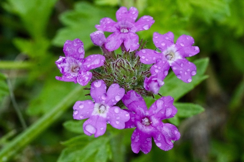 Rio Grande Mock Vervain photo 6