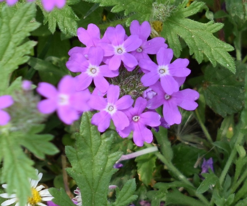 Rio Grande Mock Vervain photo 7