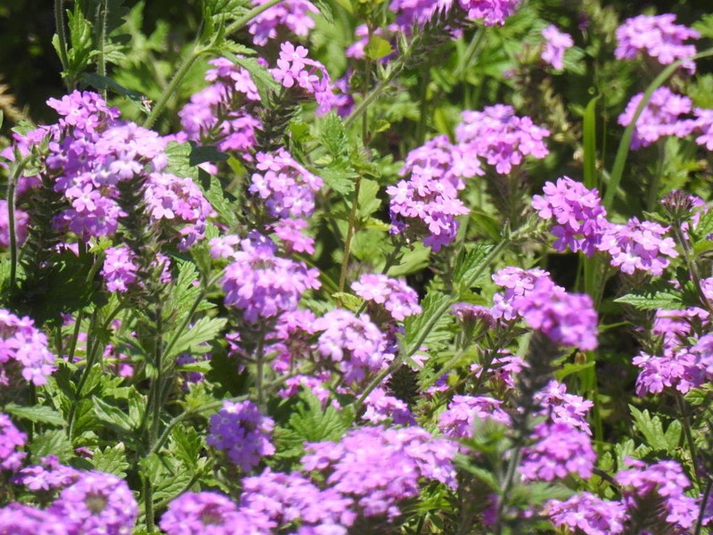 Rio Grande Mock Vervain photo 8
