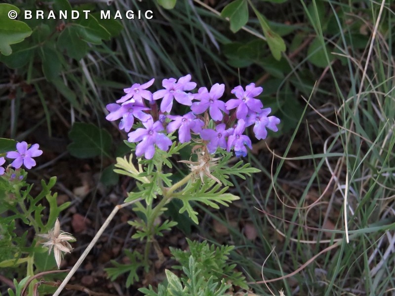 Glandularia pubera