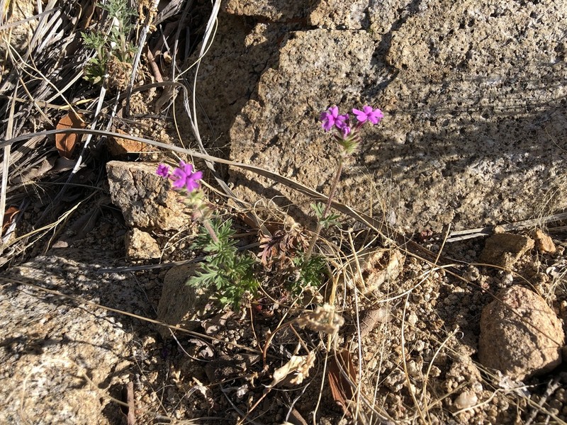 Glandularia pubera photo 2