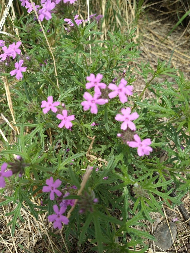 Glandularia pubera photo 3