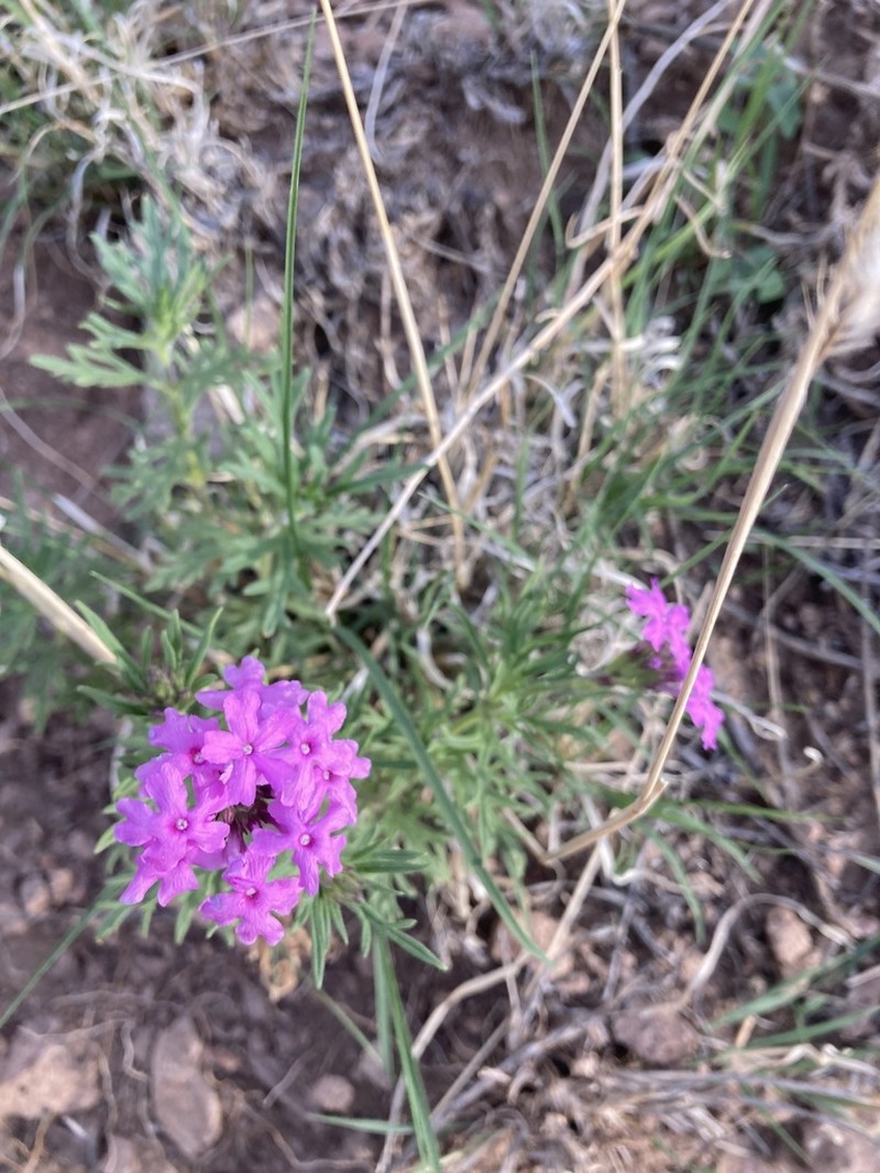 Glandularia pubera photo 4