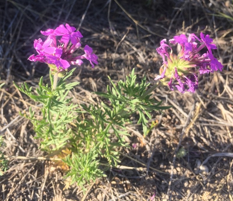 Glandularia pubera photo 5