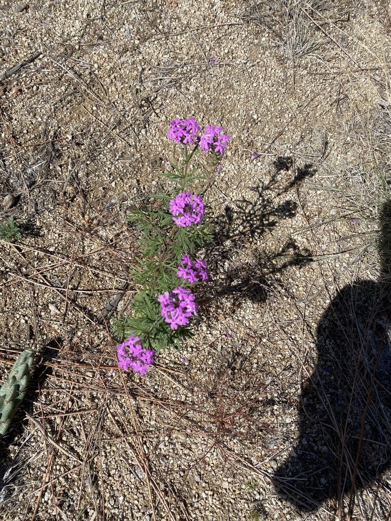 Glandularia pubera photo 6