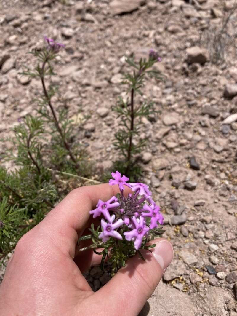 Glandularia pubera photo 7