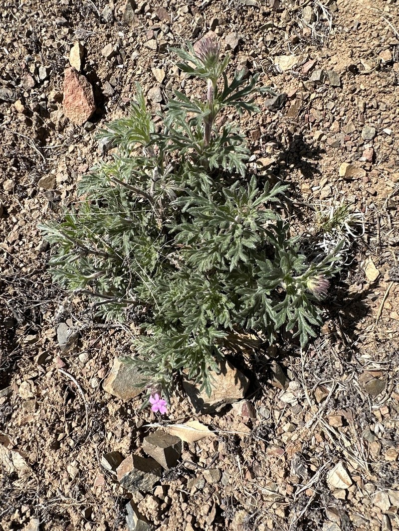 Glandularia pubera photo 8