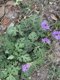 Pink Mock Vervain