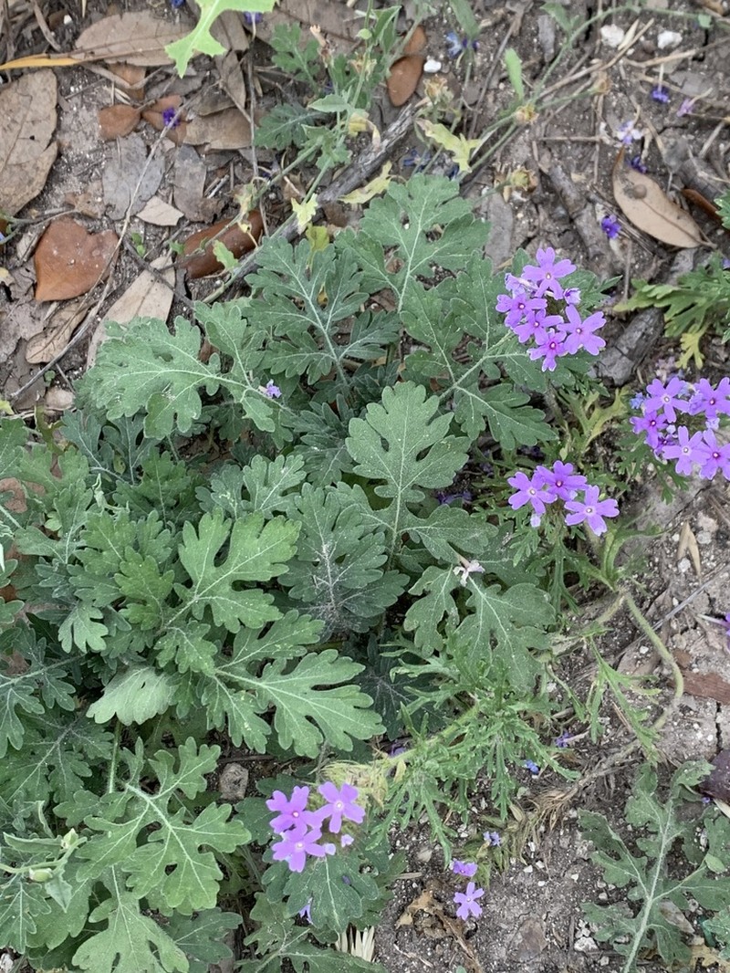 Pink Mock Vervain