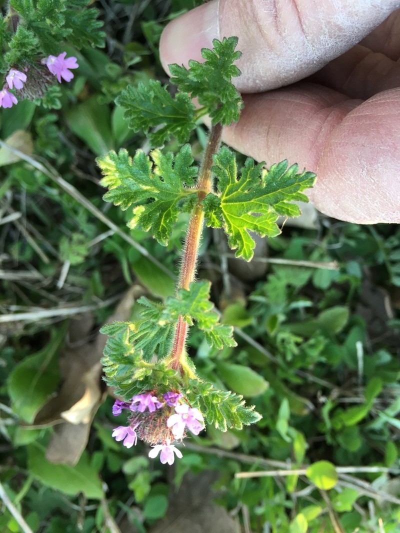 Pink Mock Vervain photo 2