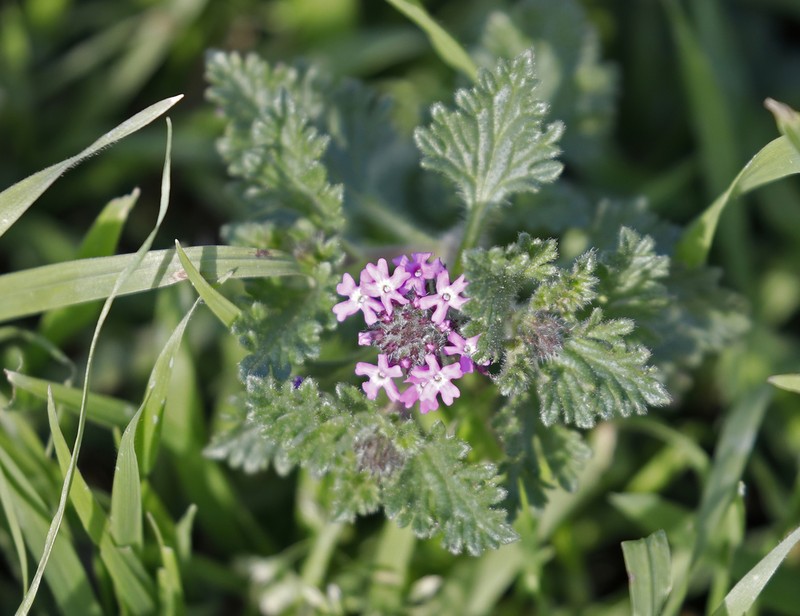 Pink Mock Vervain photo 4