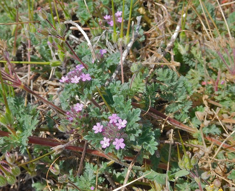 Pink Mock Vervain photo 5
