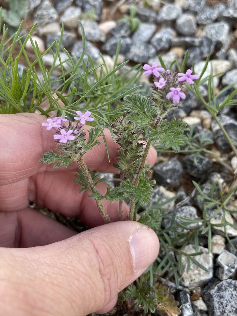 Pink Mock Vervain photo 6