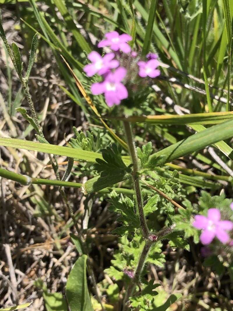Pink Mock Vervain photo 7