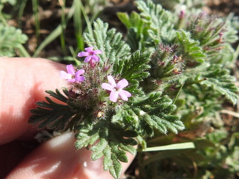 Pink Mock Vervain photo 8