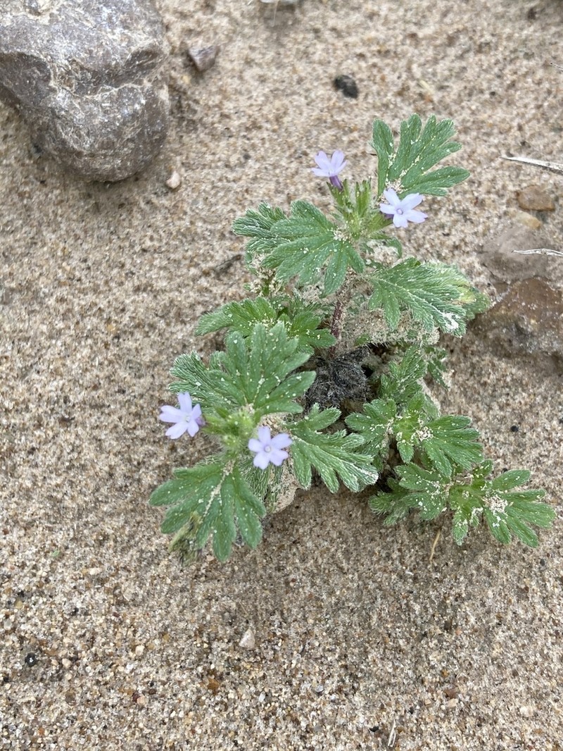 Glandularia quadrangulata