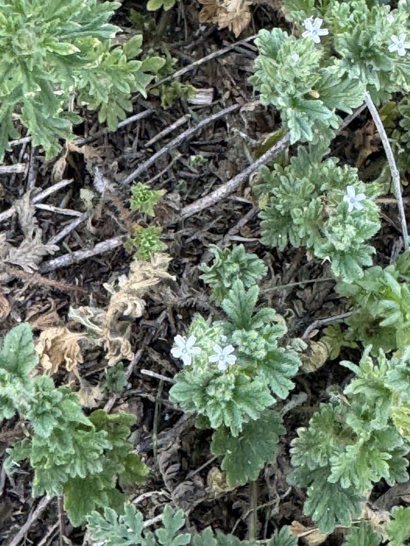Glandularia quadrangulata photo 2