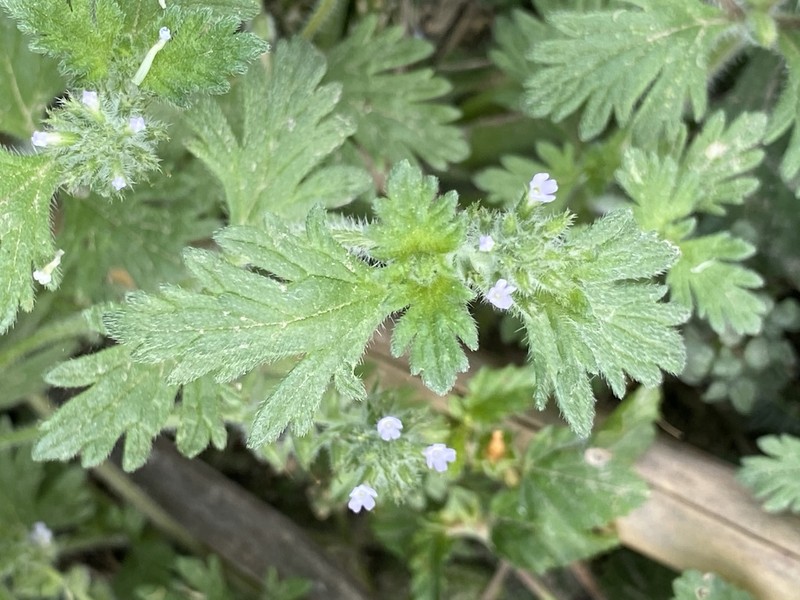 Glandularia quadrangulata photo 3